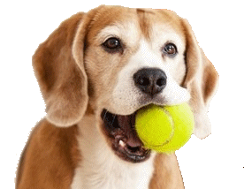 Chien ramenant une balle de tennis