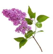 Clos des Lilas