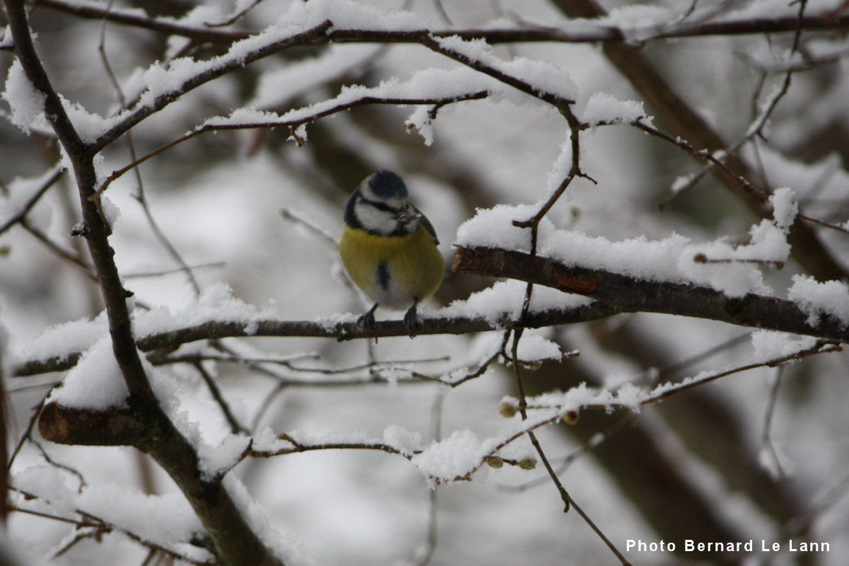 Mésange en hiver